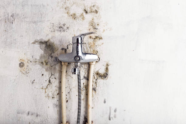 Trusted Longwood, FL Mold Removal Experts
