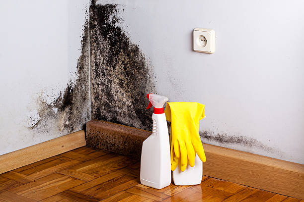 Best Black Mold Removal  in Longwood, FL